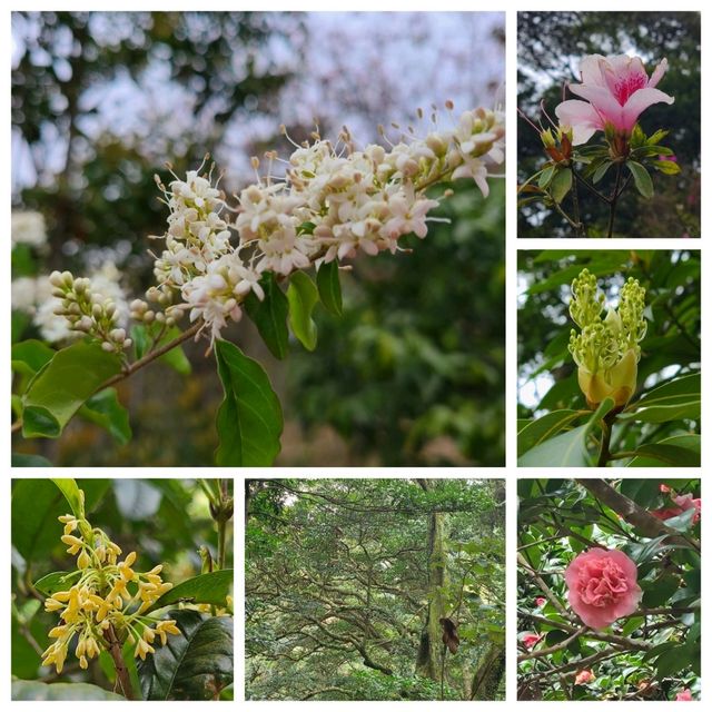 情侶賞花🌺好去處：嘉道理農場🤗