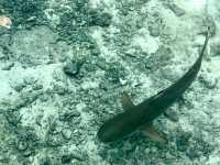 Baby Shark and Starfish point Karimunjava 