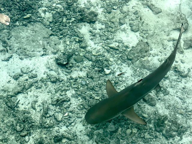 Baby Shark and Starfish point Karimunjava 
