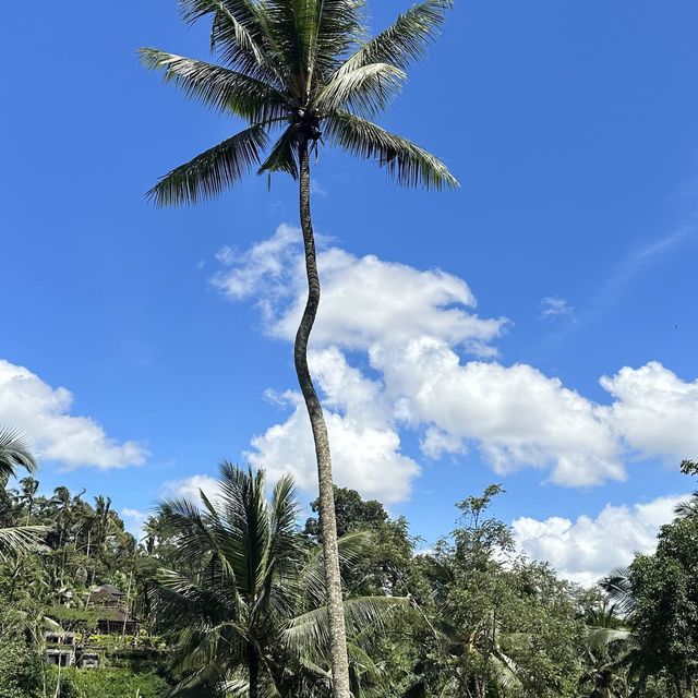 Green at the Rice Terrace