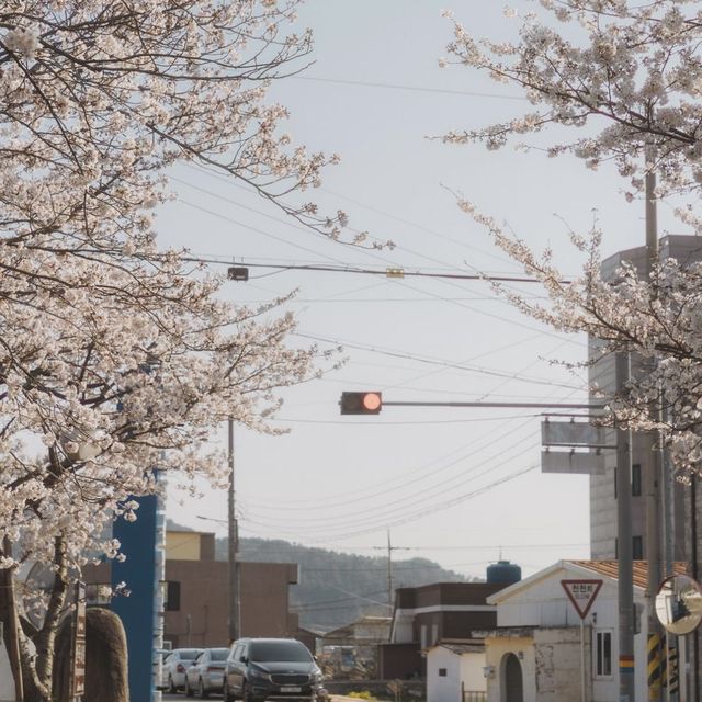 거제 숨은 벚꽃 명소, 거제여상벚꽃길 