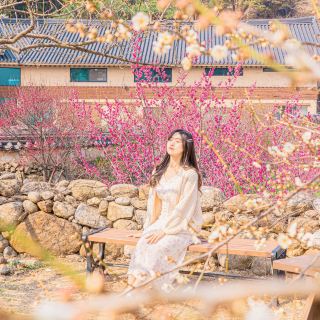 🌸Spring village full of plum blossoms [Gwangyang, Plum Village]🌸