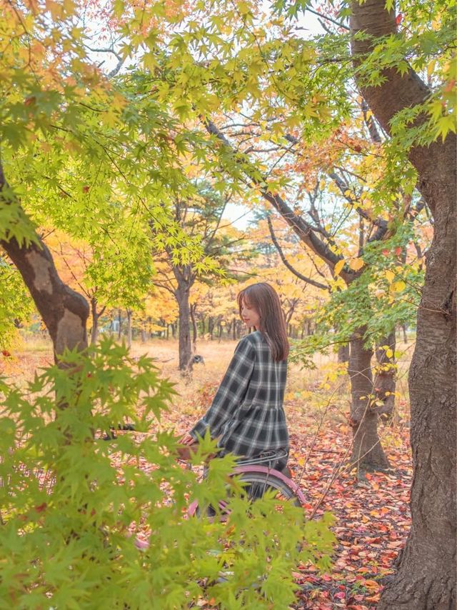 흐려도 아름다운 가을경주 황룡원🍁