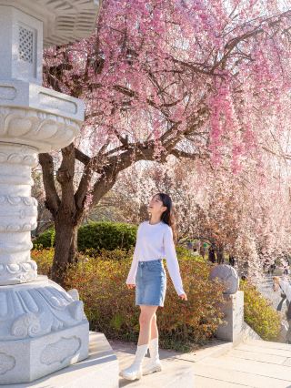 Gakwonsa Temple where double cherry blossoms started