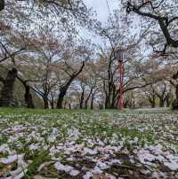 Sakura Serenade: Timeless Beauty in Morioka!