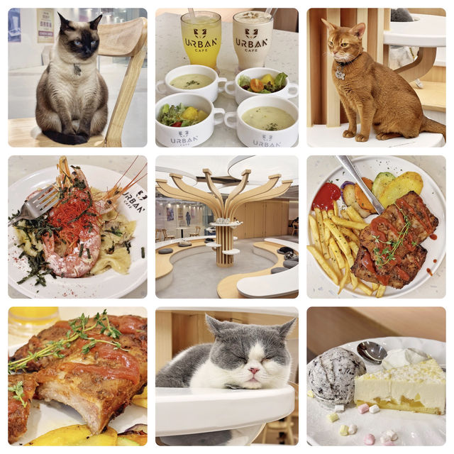新開🎊超大😻貓cafe🐈