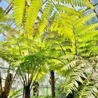 熱帯植物の楽園　熱海バナナワニ園