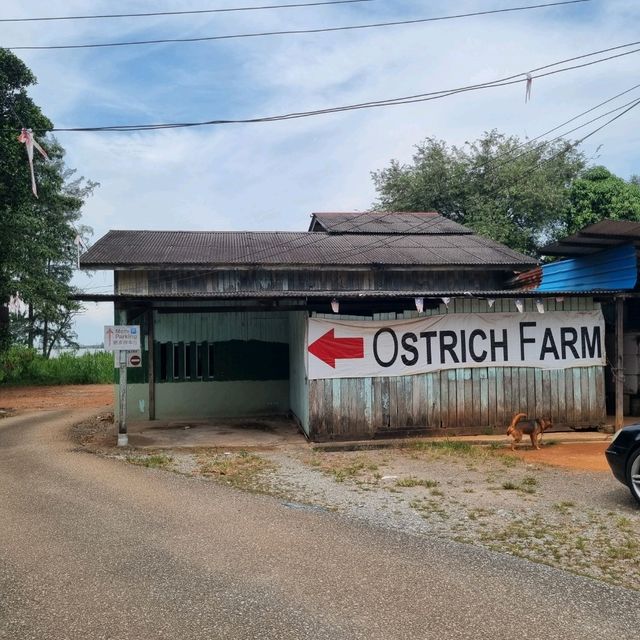 Hanging Out At Desaru Ostrich Farm