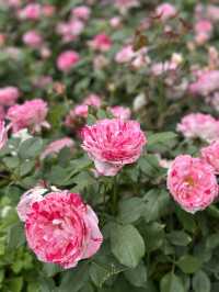 중랑천 장미축제로 초대합니닷🌹