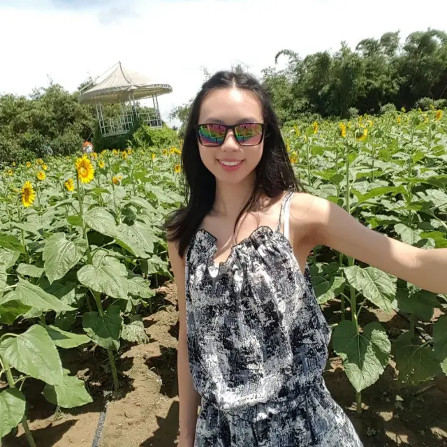 深圳百萬葵園🌻🌸💐開開心心賞花去👀影相📸️影相再影相📸️