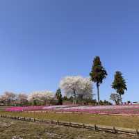 東京近郊景點 – 秩父羊山公園