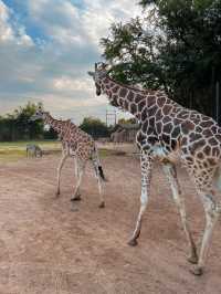 和可愛的長頸鹿來一次親密接觸🦒泰國野生動物園旅遊