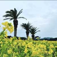 渥美半島　菜の花まつり