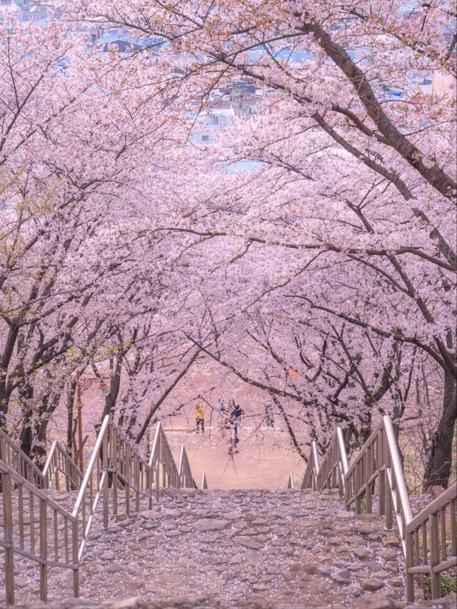 로맨틱한 벚꽃계단 침산공원