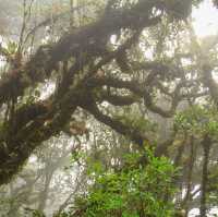 Experience the Mossy Forest 