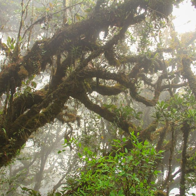 Experience the Mossy Forest 