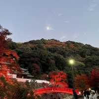 箕面滝道の夜もみじ🍁　Illuminated Maples at Minoh