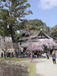 ศาลเจ้าน้ำแข็งไส Himuro Jinja Shrine, Nara