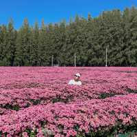 🌸🌷 ทุ่งดอกไม้บานแล้วที่ : ทุ่งสวรรค์ตะวันใส 