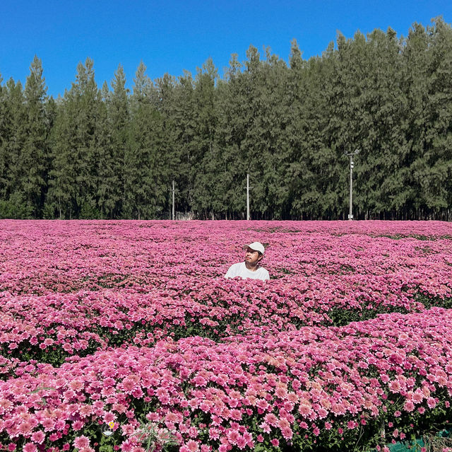 🌸🌷 ทุ่งดอกไม้บานแล้วที่ : ทุ่งสวรรค์ตะวันใส 