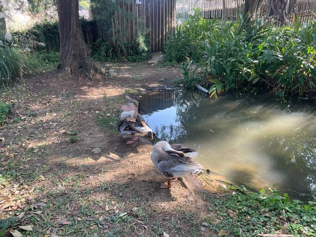 台灣歷史最悠久的動物園，新竹市立動物園