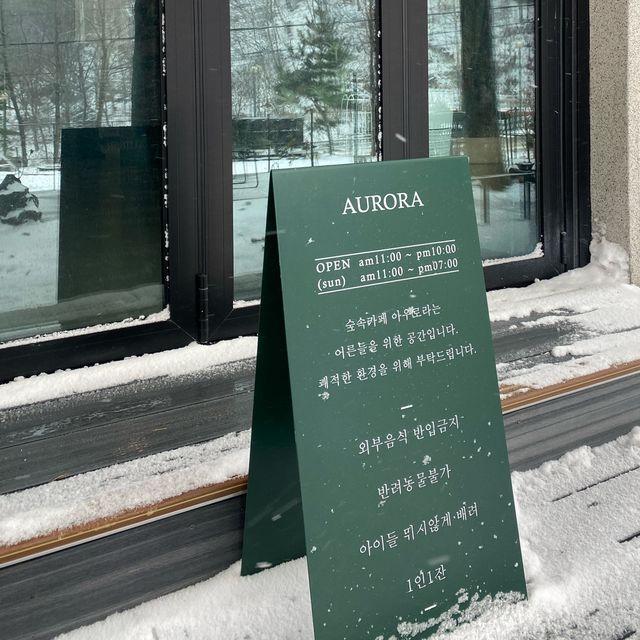 강원도 정선 🤍 숲 속에 카페 💚 아우로라 카페 🌿