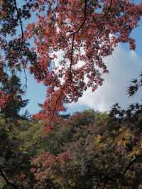 絕美賞楓勝地：雲場池