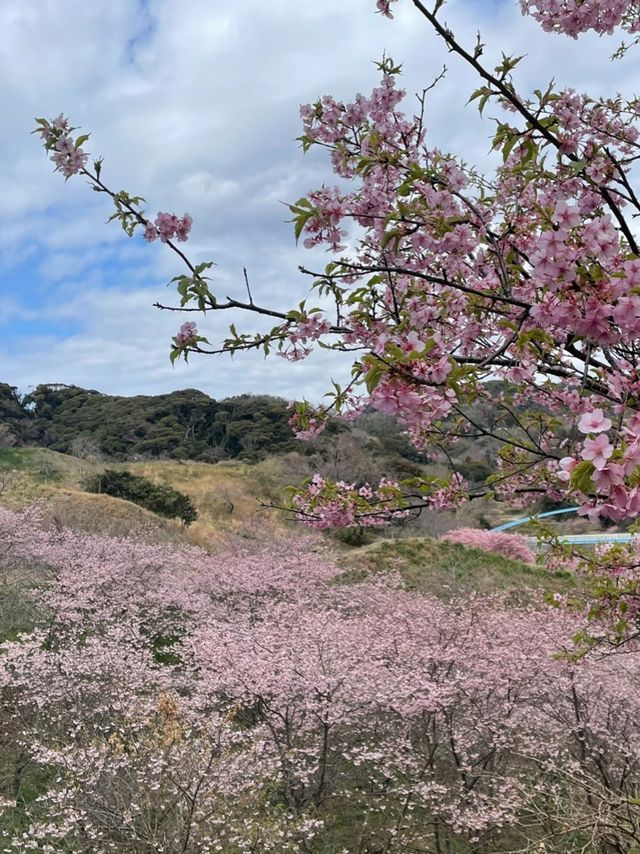 千葉にもある！河津桜の名スポット！佐久間ダム湖