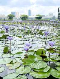 🪷 Lotus like Structure in Singapore 🇸🇬