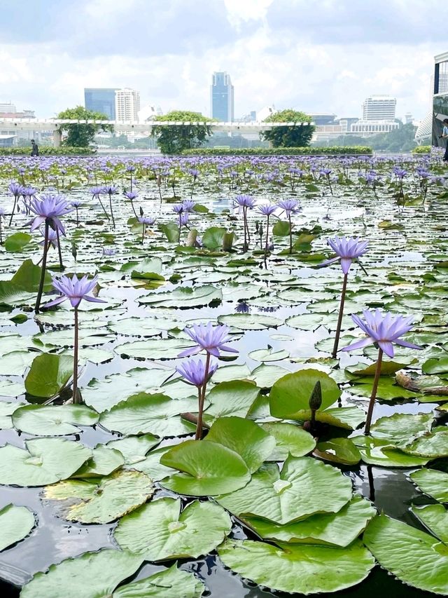🪷 Lotus like Structure in Singapore 🇸🇬