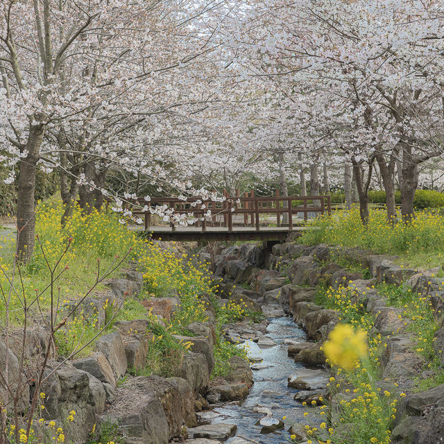 우리나라에서 가장먼저 피는 벚꽃 예래생태공원