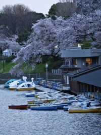 【九段下】皇居のお濠に260本の桜が咲き誇る🌸※オススメルート情報付き