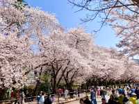 🇰🇷釜山｜高CP值賞櫻首選釜山🌸