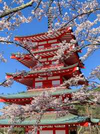 超人気桜スポット、新倉山浅間公園でスムーズにお花見をするポイント