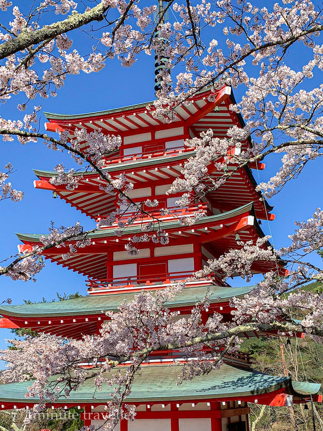 超人気桜スポット、新倉山浅間公園でスムーズにお花見をするポイント 超人気桜スポット、新倉山浅間公園でスムーズにお花見をするポイント