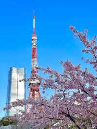【芝公園／東京都】カンザクラ×東京タワー
