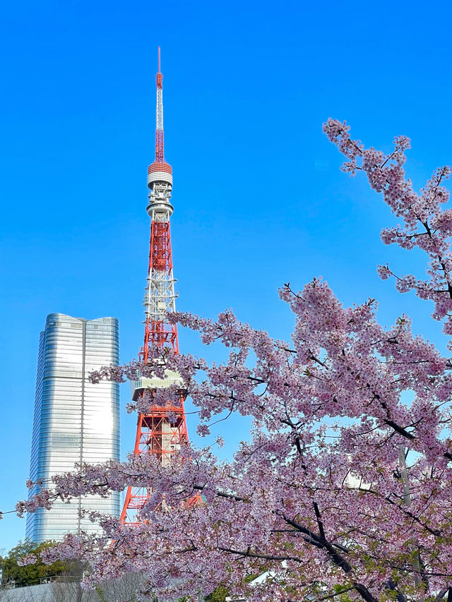 【芝公園／東京都】カンザクラ×東京タワー
