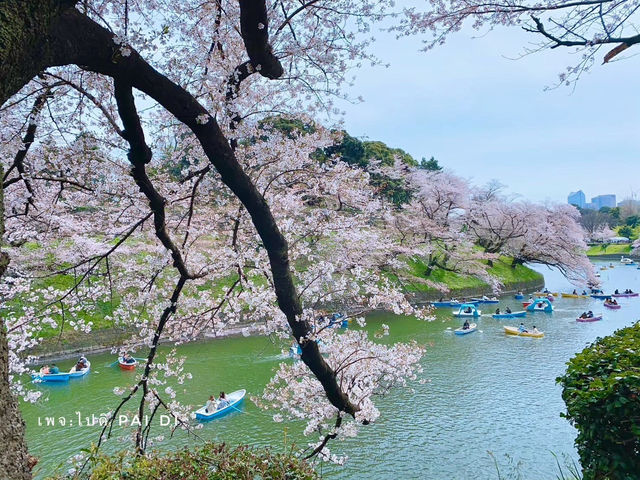 Chidorigafuchi park จุดชมดอกซากุระ ใจกลางโตเกียว