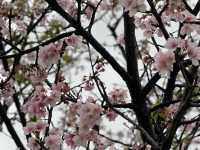 Sakura’s Beauty like nowhere else Sakura blooms at Chiang Kai Shek Memorial Hall Park, Taiwan