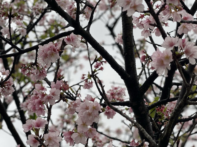 Sakura’s Beauty like nowhere else Sakura blooms at Chiang Kai Shek Memorial Hall Park, Taiwan