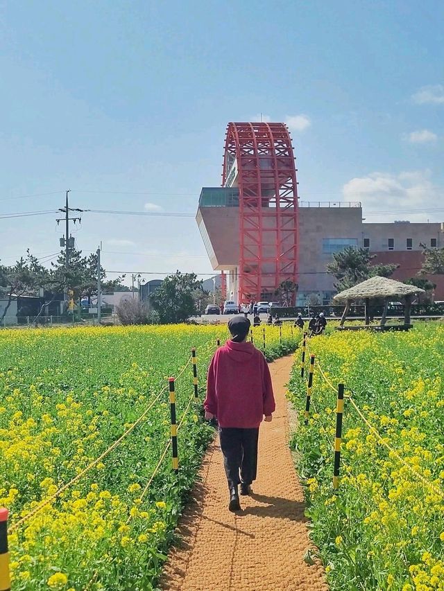 호미곶을 수놓는 유채꽃이 만개하고 있어요💛