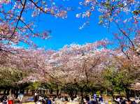 Cherry Blossoms Garden 