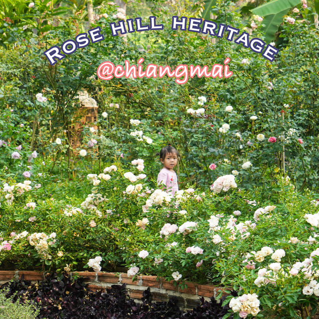 เราพาลูกๆมานอนในสวนกุหลาบที่ Rose Hill Heritage