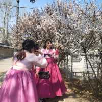 Discovering Seoul's Cherry Blossom Hotspots