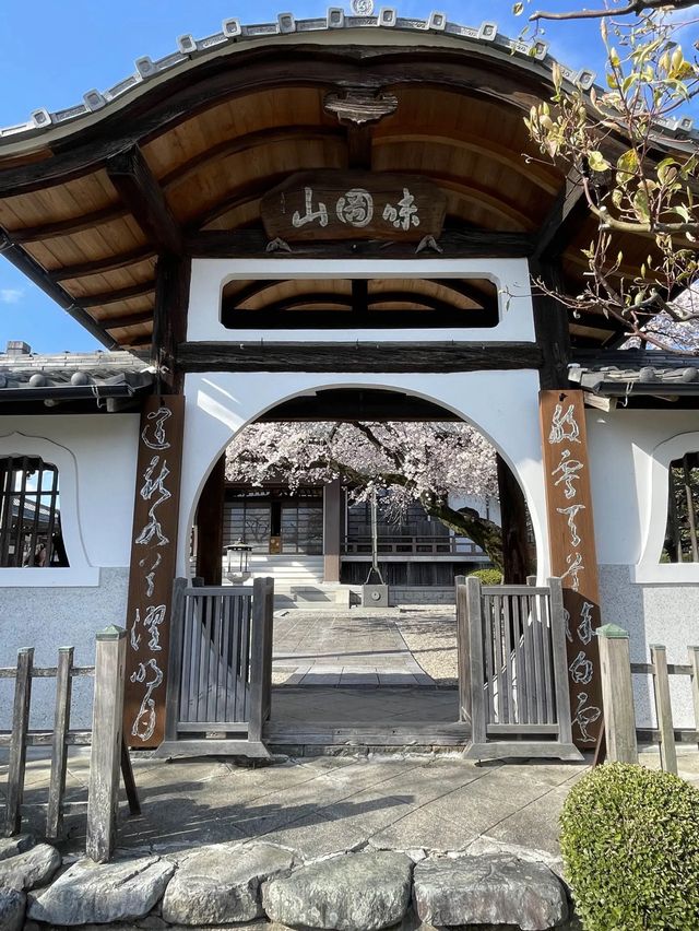 【愛知】名古屋市内でひと足早く桜しだれ桜が咲くお寺