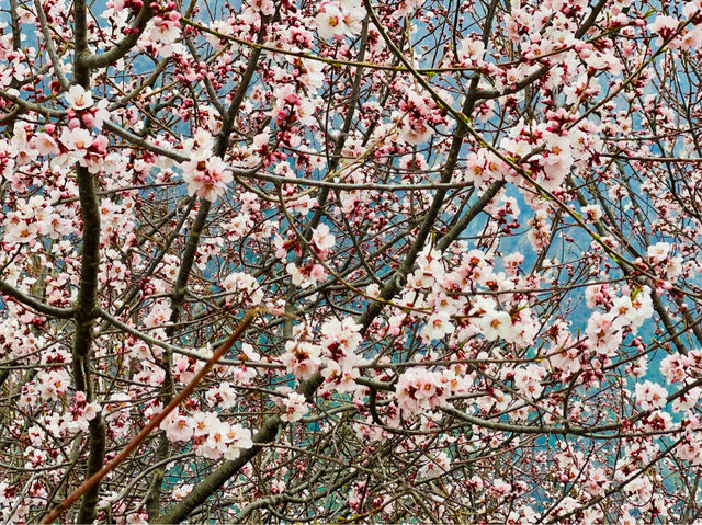 Himalayan cherry blossoms is a true marvel.