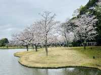 🌸Blooming season in Sankei Garden