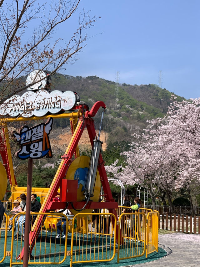 떠오르는 벚꽃 명소 김해가야랜드 