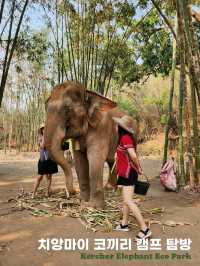 코끼리를 안고 쓰다듬고 씻겨줄수 있다?!🐘치앙마이 커쇼우 코끼리 캠프