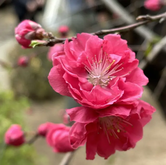 充滿櫻花模式🌸嘅強羅公園